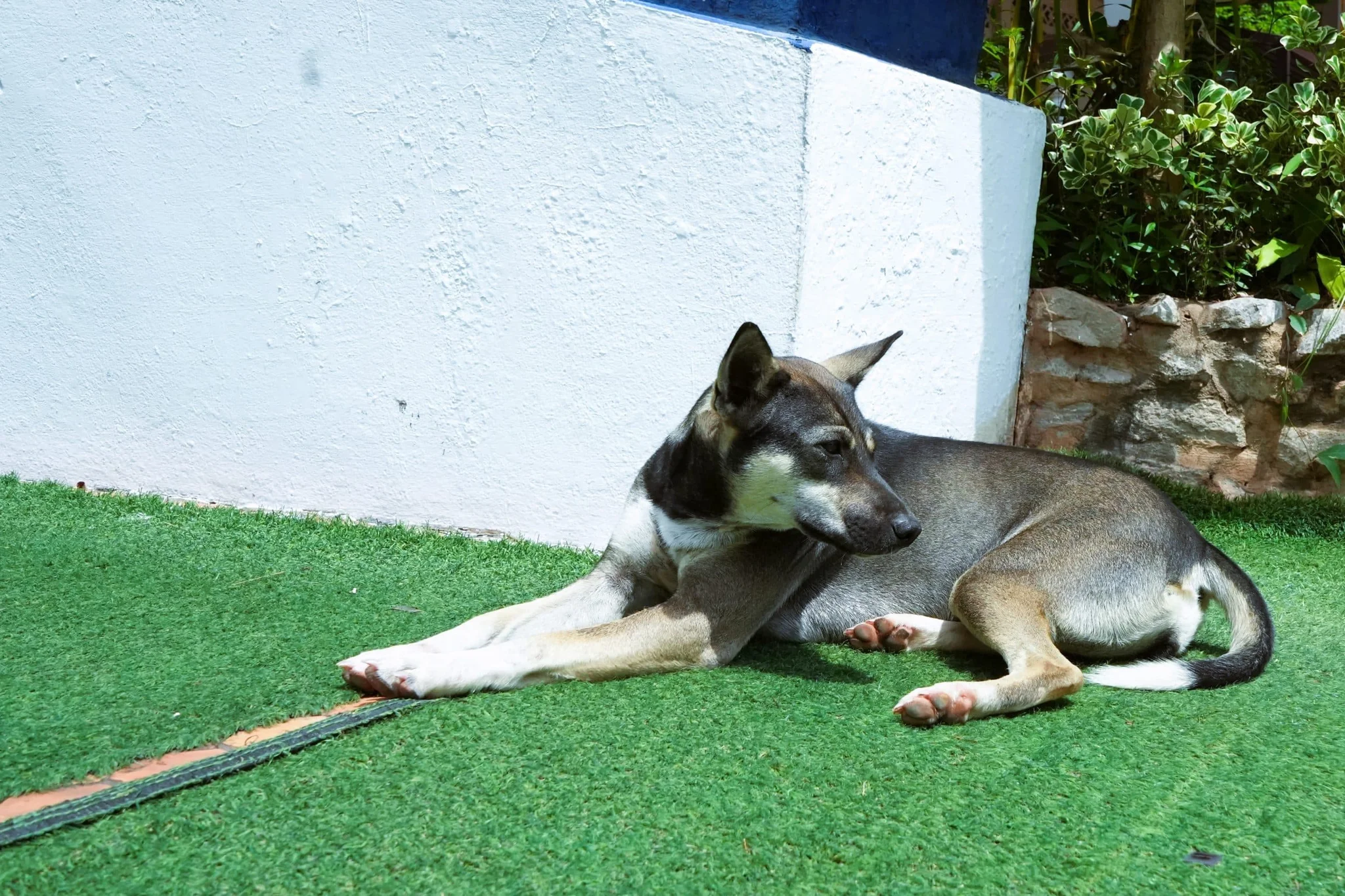 Keep Your Dog Safe and Your Lawn Beautiful