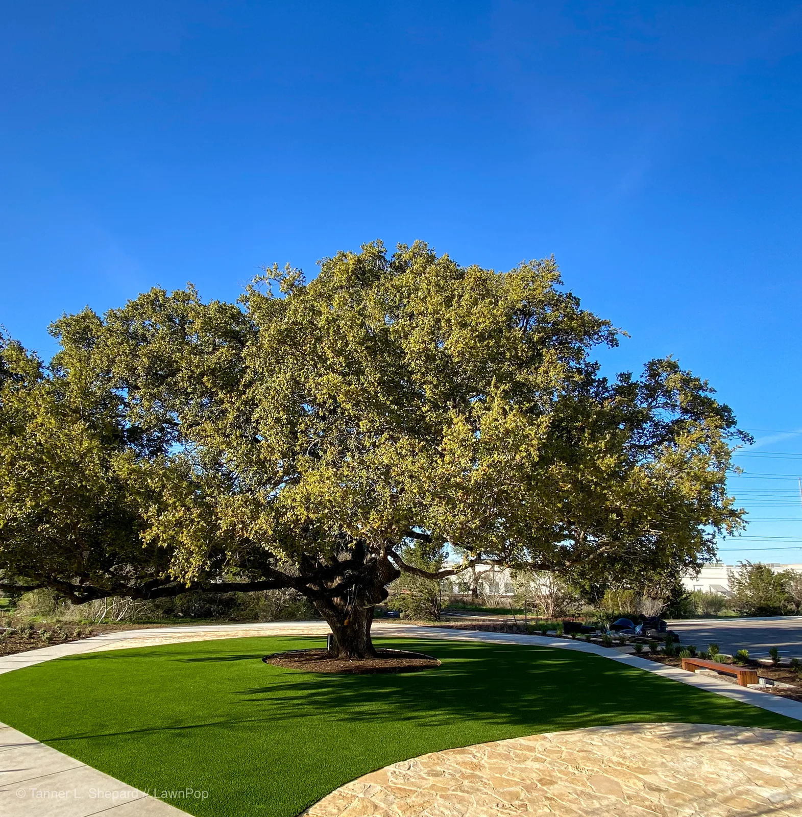 Live oak on a circular artificial turf pad at a commercial property