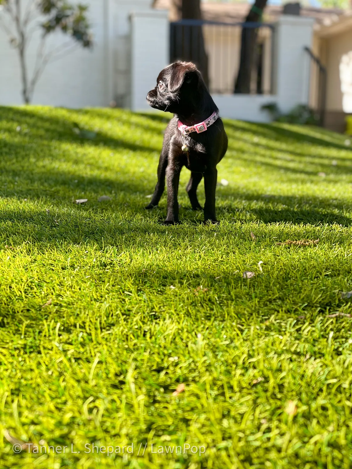 Dog standing on artificial turf in a fenced backyard