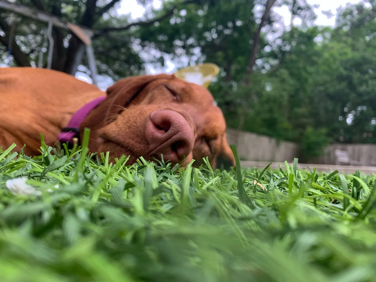Close-up of a dog resting in realistic artificial grass blades