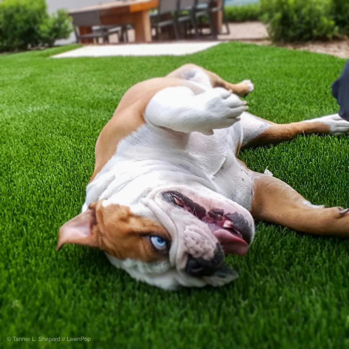 Bulldog rolling playfully on artificial grass
