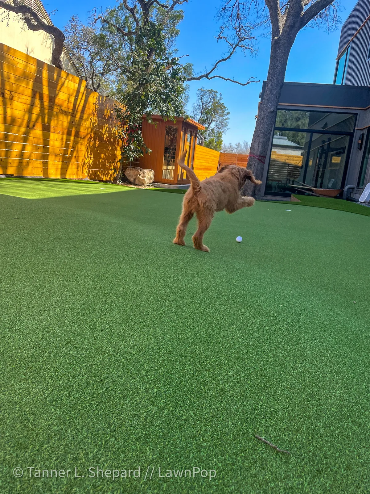 Dog running across artificial turf beside a contemporary house