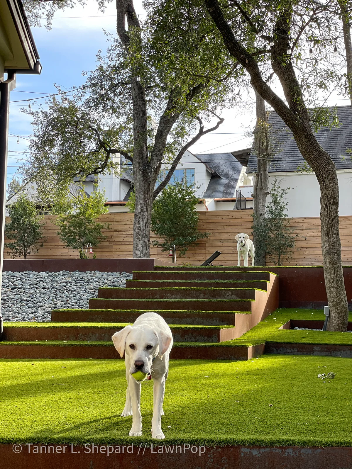 Yellow lab walking down turf-covered steps with a ball