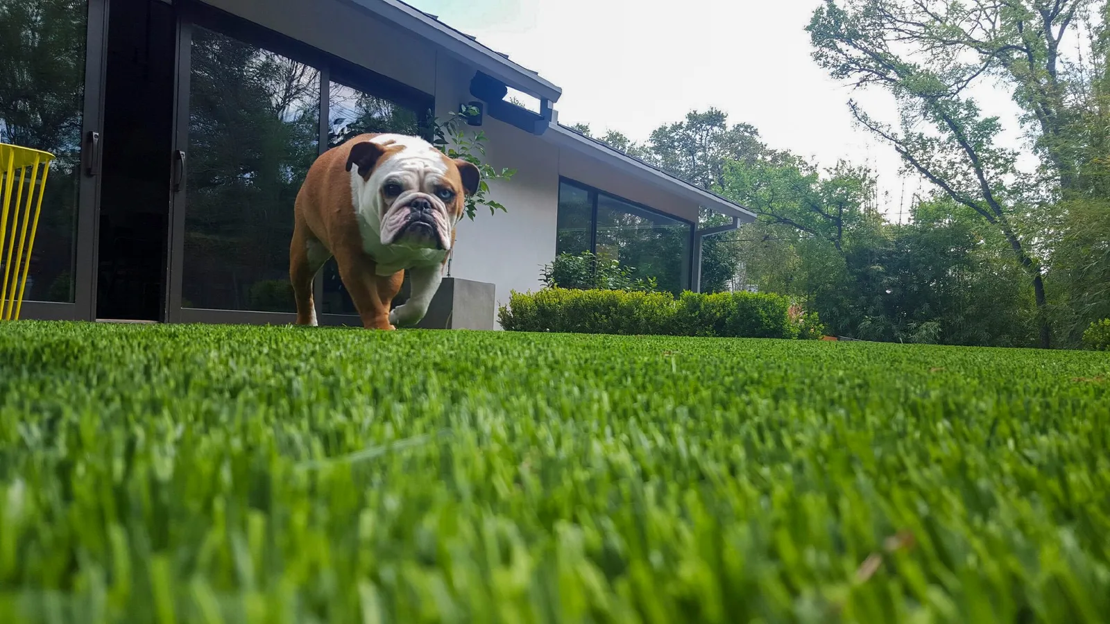 Dog on artificial turf outside a modern home