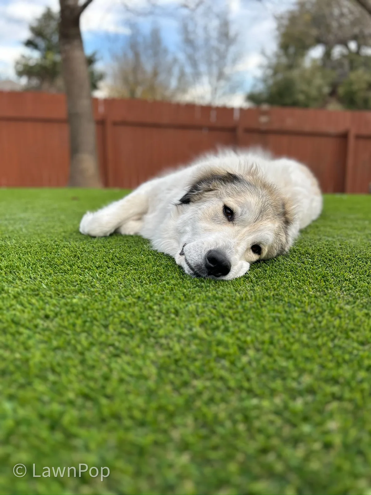Fluffy dog relaxing on shaded artificial turf