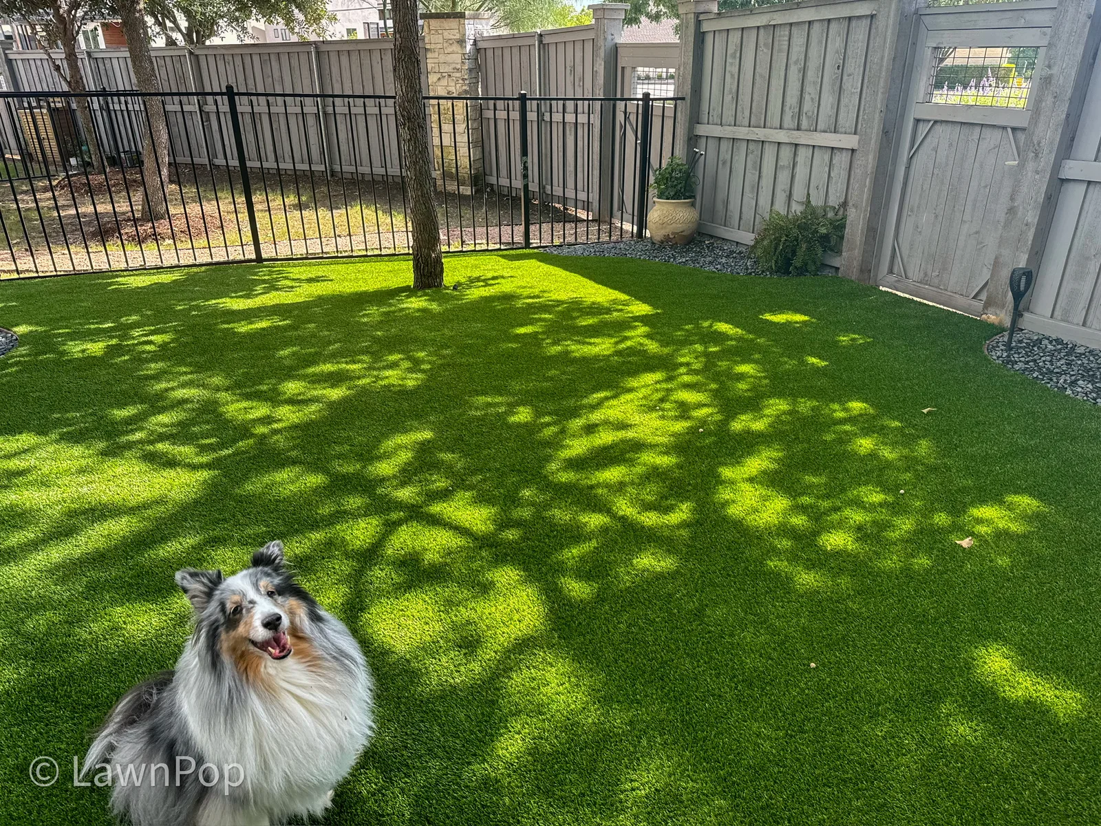 Sheltie sitting on artificial turf beside a fence
