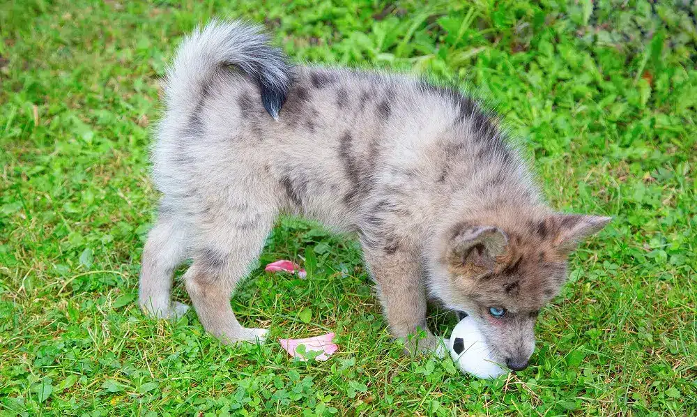 How to Stop Dog From Eating Artificial Grass