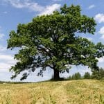 Oak tree shade causing thinning grass and bare patches in a residential lawn