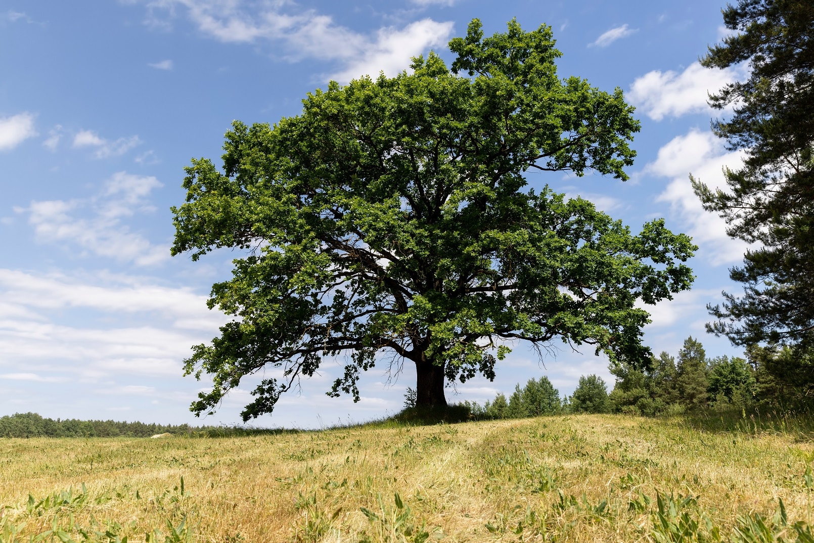 Are the Oak Trees in Your Yard Causing Dead Grass?